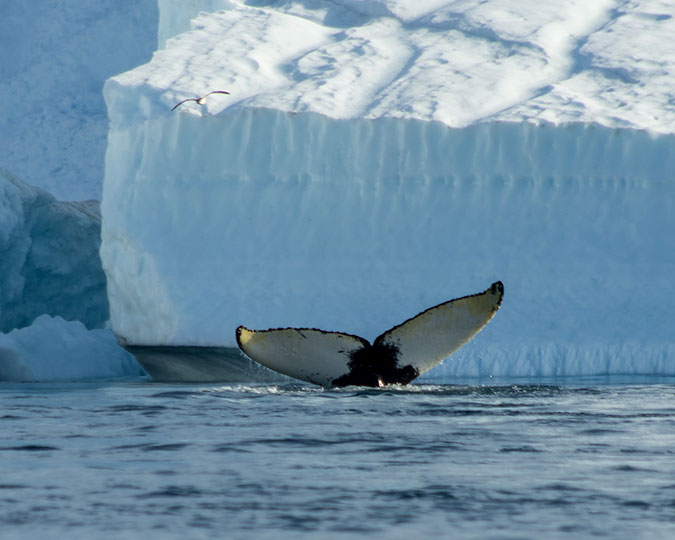 baleine-groenland