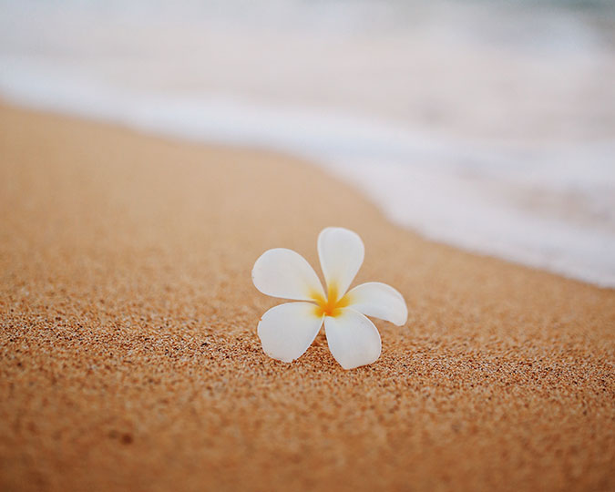 fleur-hawai